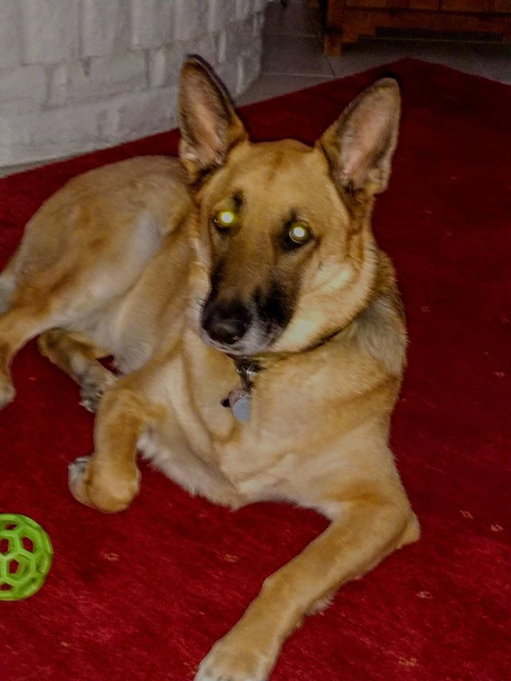 Readers pet photos